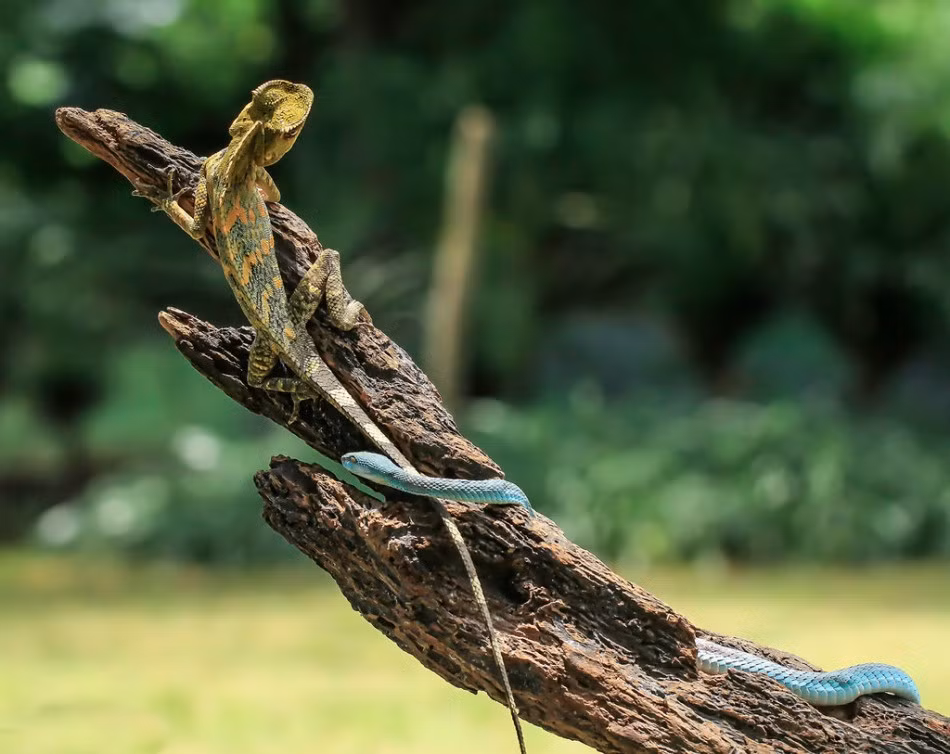 Cảnh tượng ngoạn mục khi thằn lằn đối đầu với rắn độc bắt đầu khi con rắn nhìn thấy thằn lằn đơn độc trên đầu nhánh cây khô. Tận dụng lợi thế của mình, con rắn độc trườn đến trong im lặng, nhằm bất ngờ tấn công diệt gọn thằn lằn. (Nguồn Sina)