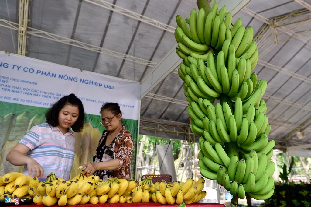 Buồng chuối này dài hơn 1m, có 11 nải, mỗi nải hơn 20 quả, mỗi quả dài khoảng 20 cm.