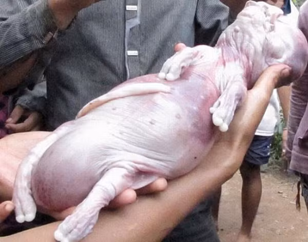 Chú heo con kỳ dị này được phát hiện ở Bình Phước chỉ nặng hơn 1kg nhưng đầu tròn, giống đầu người, toàn thân không có lông, da gống da người, lưng thẳng; chỉ có tai, chân, mồm giống heo.