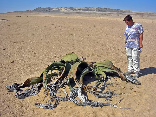 Bách lan chỉ tồn tại tại sa mạc Namib và chúng không có họ hàng. Bách lan là loại thực vật hạt trần duy nhất trong bộ Welwitschiales, thuộc chi duy nhất Welwitschia, họ Welwitschiaceae và bộ Welwitschiales theo phân loại thực vật hạt trần.