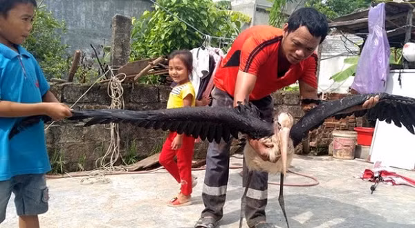 Một "quái" chim khổng lồ được người dân Hà Tĩnh phát hiện đang vùng vẫy giữa ruộng lúa. Qua kiểm tra, con chim này có màu lông đen trắng, nặng 3,2 kg, cao khoảng 80 cm và sải cánh rộng khoảng 2m.