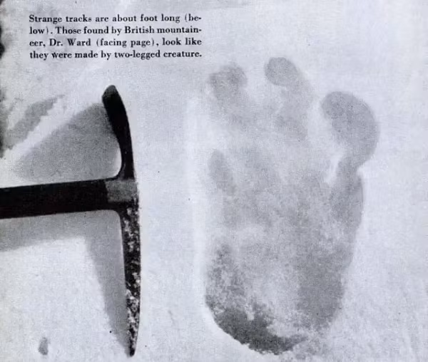 Yeti, dịch theo ngôn ngữ địa phương có nghĩa là "Người tuyết", là một sinh vật huyền bí, khổng lồ và được cho là sống tại khu vực dãy núi Himalaya lạnh giá và một vài vùng núi phương Bắc.