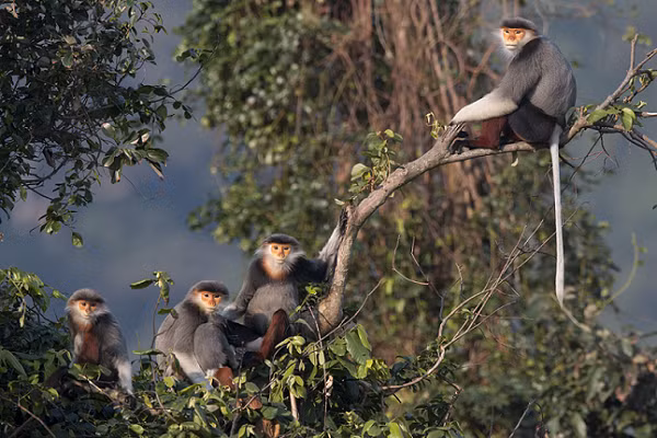 Hiện Chà vá chân xám nằm trong danh sách các loài cực kỳ nguy cấp trong sách đỏ của IUCN.