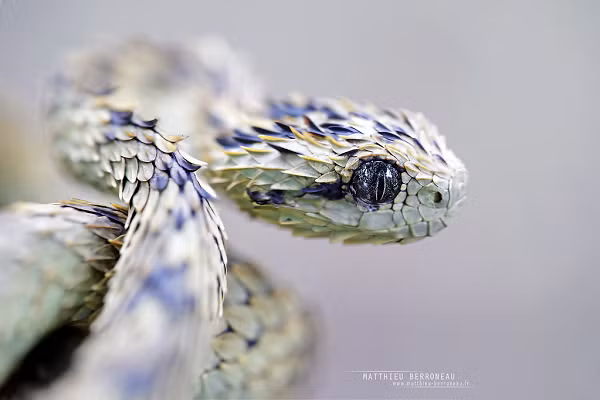 Rắn vảy sừng - Bush Viper nổi bật với những chiếc vảy nhọn hoắt mọc khắp cơ thể trông rất kỳ dị. Chúng có thể biến đổi màu sắc cơ thể linh hoạt để dễ dàng ẩn mình giữa rừng mà không bị phát hiện. Nọc độc loài rắn này vô cùng mạnh, lượng độc tiết ra sau mỗi cú đớp có thể gây tử vong cho một người trưởng thành.