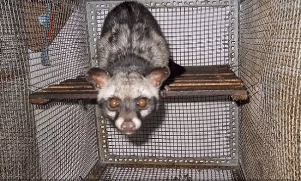 Cầy vòi hương có tên khoa học là Paradoxurus hermaphroditus, nặng 3 – 5 kg, dài thân 480 – 700mm, dài đuôi 400 – 660mm. Bộ lông nền màu xám. Có sọc đen chạy từ đầu dọc theo lưng đến gốc đuôi. Vai và hông mốc xám bẩn.