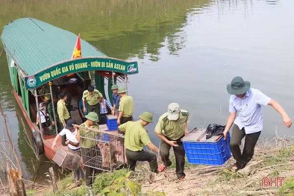 Ngoài ra, trong đợt thả động vật hoang dã này, Vườn Quốc gia Vũ Quang cũng tiến hành thả 3 cá thể động vật quý hiếm được chăm sóc tại đơn vị về môi trường tự nhiên, gồm: 1 cá thể khỉ đuôi lợn và 2 cá thể cầy vòi hương.
