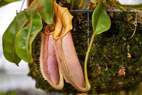"Chiến lược sống của Nepenthes pudica có thể được coi là một sự thích nghi tiến hóa có lợi. Vì thực vật ăn thịt phụ thuộc nhiều vào con mồi để cung cấp các chất dinh dưỡng hữu cơ cần thiết cho sự phát triển và sinh sản, áp lực chọn lọc tự nhiên có thể ảnh hưởng đến các đặc điểm liên quan đến bắt mồi.", báo cáo từ nghiên cứu cho biết.