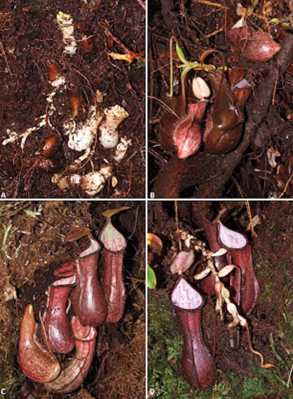 Loài cây nắp ấm mới - được đặt tên là Nepenthes pudica - sống trên hòn đảo Borneo ở tỉnh North Kalimantan của Indonesia. Nó sở hữu một đặc điểm "ghê rợn" đó là tạo ra những cái bẫy để ăn thịt côn trùng.
