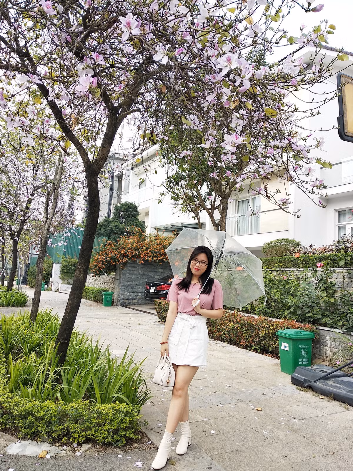 Hàng cây ban nở rộ ở Đông Ngạc, Bắc Từ Liêm. Ảnh: BHa Ng
