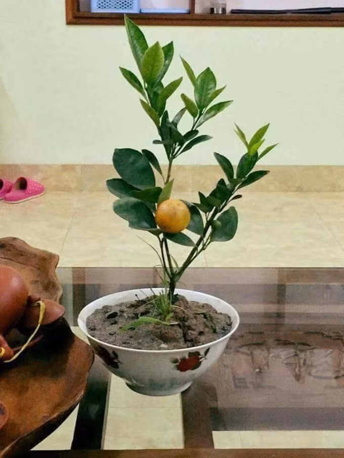 Cây quất mini độc nhất 1 quả, để bàn xinh xắn gọn gàng.