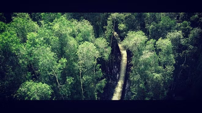 Một con đường len lỏi giữa các tán cây.
