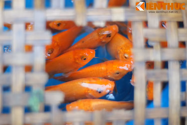  Tục thả cá chép này xuất phát từ sự tích Ông Công Ông Táo mà hầu như ai cũng đã nghe ít nhất một lần trong đời. Nhưng có một khía cạnh khiến nhiều người thắc mắc mà trong sự tích không lý giải rõ ràng, đó là tại sao Táo Quân chỉ cưỡi cá chép chứ không cưỡi một loài vật nào khác?