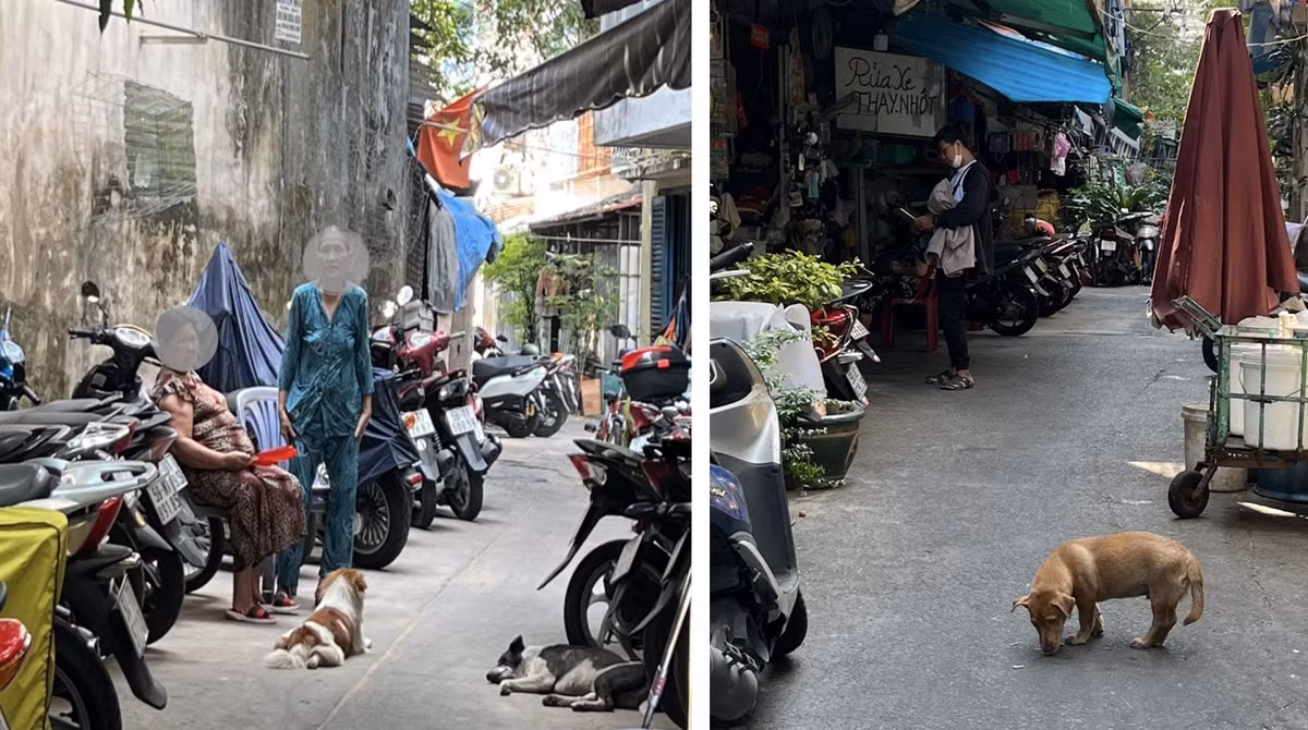 Nhiều tuyến đường của TP HCM, cứ 50-70m lại dễ dàng bắt gặp một “cậu vàng” đi lại trên đường không rọ mõm, không dây xích.. (Ảnh Lao Động)