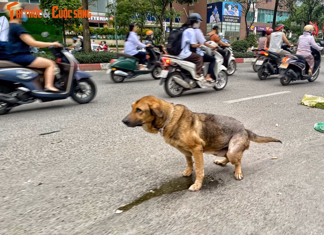Không chỉ gây nguy cơ mất an toàn, những con chó thả rông còn gây ô nhiễm môi trường, mất vệ sinh công cộng. Tại đường Tân Mai (quận Hoàng Mai), một con chó không rọ mõm, không xích phóng uế ngay giữa đường.