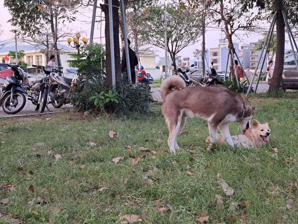 Chó thả rông, không được rọ mõm vẫn ngang nhiên chạy ngoài đường, tại các khu vực dân cư, nơi đông người qua lại tạo nên những lo lắng cho nhiều người. (Ảnh Lao Động)