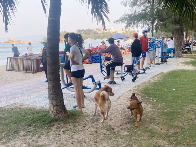 Chó chạy rông trên bờ biển Nha Trang. Ảnh Thanh Niên. 