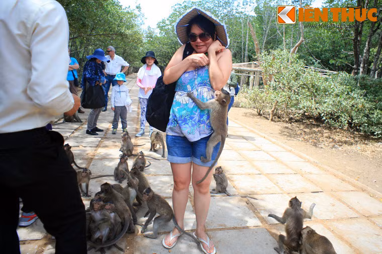 Những chủ khỉ ở nơi đây rất bạo dạn với con người, sẵn sàng đeo bám du khách để vòi vĩnh đồ ăn.