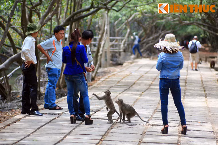 Với khung cảnh thiên nhiên tuyệt vời cùng sự độc đáo của những chú khỉ tinh nghịch, đảo khỉ Cần Giờ đã trờ thành điểm đến thu hút đông đảo du khách trong và ngoài nước của TP HCM.