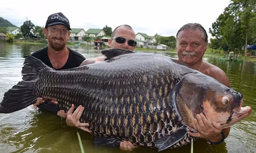 Bắt được cá chép “khổng lồ” nặng hơn 100 kg Bat duoc ca chep “khong lo” nang hon 100 kg