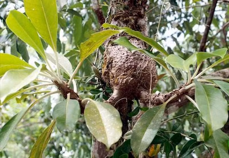 Cây bí kỳ nam (kỳ nam kiến): Điểm đặc biệt của cây kỳ nam là việc chúng “bắt tay” với côn trùng để có lợi trong việc sinh tồn. Cây có thân phình thành củ lớn, mặt ngoài sần sùi, phía bên trong là một tổ kiến theo đúng nghĩa đen với những đường hầm chằng chịt chứa đầy kiến.