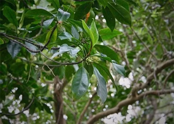 Cây vẹt đen biết “sinh con”: Ở Việt Nam, cây vẹt đen độc lạ sống phổ biến ở các tỉnh ven biển miền Trung và rừng ngập mặn các tỉnh Nam Bộ. Điều khiến cây vẹt trở nên đặc biệt và kỳ lạ mà hiếm có loài thực vật nào làm được đó chính là khả năng “sinh con” thần kỳ của mình. 
