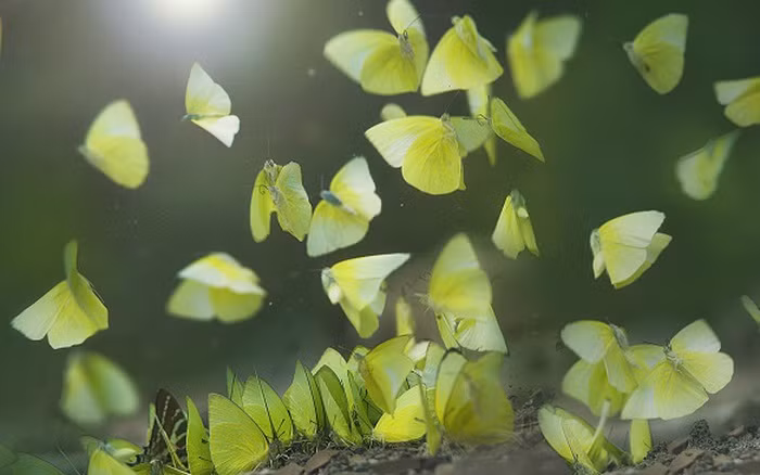 Ở Việt Nam hiện có hơn 1.000 loài bướm ngày trong đó có rất nhiều loài bướm quý hiếm có hình thài và màu sắc rất đẹp như bướm đuôi kiếm đốm vàng, bướm phượng công, bướm hoàng đế...