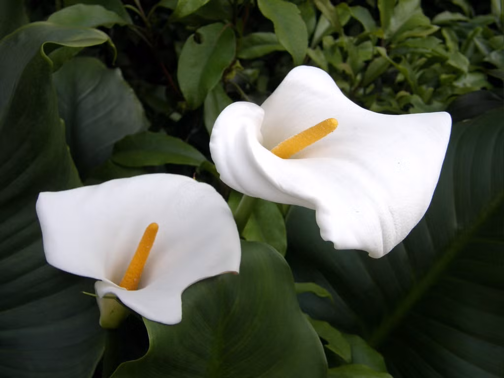 Hoa rum: Loại hoa đẹp này được rất nhiều cô dâu ưa chuộng làm hoa cưới. Tuy nhiên, lá và củ của hoa rum có chứa nhiều chất độc đường ruột calcium oxalate. Nếu nhầm lẫn hoặc sơ ý ăn phải sẽ bị ngộ độc, ói mửa, bỏng miệng, tê lưỡi, sưng bề mặt niêm mạc.