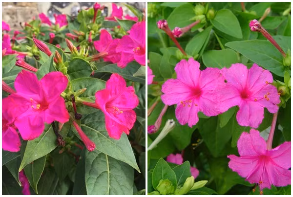 Hoa Bông Phấn: Hoa có mùi hương dễ chịu, thường trồng làm chậu treo ban công hoặc trồng chậu nhỏ dưới mặt đất vừa giúp đẹp và thơm cho nhà cửa.