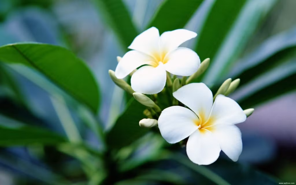 Hoa Sứ: Sự nhẹ dịu, thoang thoảng của hoa sứ gợi bao thương nhớ. Sứ thơm nhất là loại sứ có màu trắng hơi vàng. Khi phơi khô dùng để hãm trà tăng hiệu quả thư giãn, kích thích vị giác.