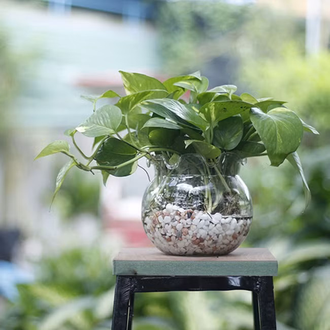 Cây trầu bà: Cây đặc biệt phù hợp với những căn phòng thường xuyên bật điều hòa, nhờ vào khả năng hấp thụ các loại khí độc đặc trưng của loài cây này.