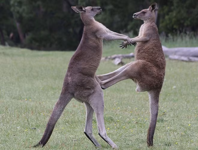 Kangaroo có lẽ là loài động vật nhảy tốt nhất trên thế giới. Nhờ có chân sau khỏe và bàn chân to, chúng có thể nhảy cao tới vài mét. Chân trước nhỏ hơn chân sau đáng kể, điều này mang lại cho loài động vật này một vẻ ngoài đặc biệt. Bên cạnh đó, chiếc đuôi dài và khỏe giúp chúng giữ thăng bằng cực tốt. Kangaroo cũng có thể dùng đuôi để làm trụ khi đứng thẳng.