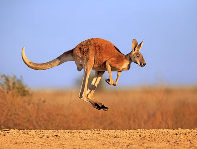 Kangaroo là một trong những họ thú có túi nổi tiếng nhất, sống trên thảo nguyên rộng lớn bằng phẳng của Australia. Chúng cũng xuất hiện ở các khu vực mở của New Guinea, Tasmania và New Zealand. Ở các châu lục khác, chúng chỉ có thể được tìm thấy trong các vườn bách thú.