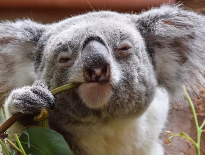 Điều thú vị là Koala mới sinh không có lông, chưa mở mắt, chưa có tai và chỉ nhỏ xíu bằng hạt đậu. Những chú gấu mới sinh sẽ ở trong túi của gấu mẹ trong khoảng 6 tháng.