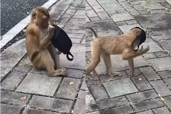 Dân mạng cám cảnh khi COVID-19 khiến loài khỉ cũng học cách đeo khẩu trang Dan mang cam canh khi COVID-19 khien loai khi cung hoc cach deo khau trang