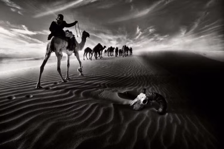 Du khách di chuyển qua đầu lâu động vật khi cưỡi lạc đà trên sa mạc ở miền bắc Kuwait.