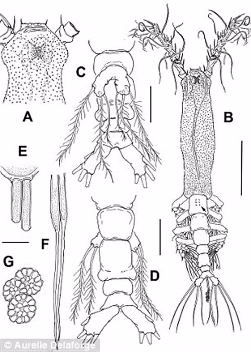 Phat hien quai vat bien co the mo ao nhu tang hinh, 8 chan-Hinh-4