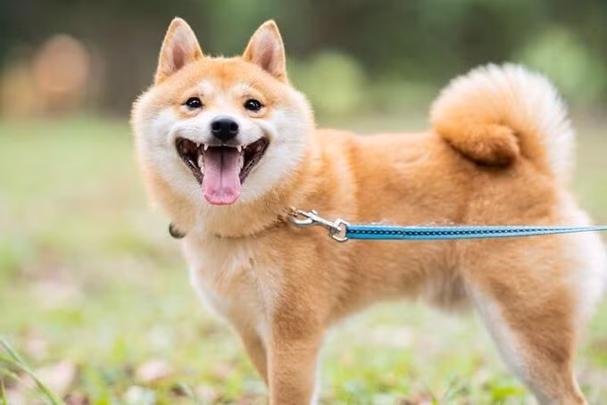Chú chó này khá khác biệt so với đồng loại vì nó luôn thể hiện sự hạnh phúc ngập tràn trong mọi hoàn cảnh, đặc biệt là khi thấy đồ ăn.