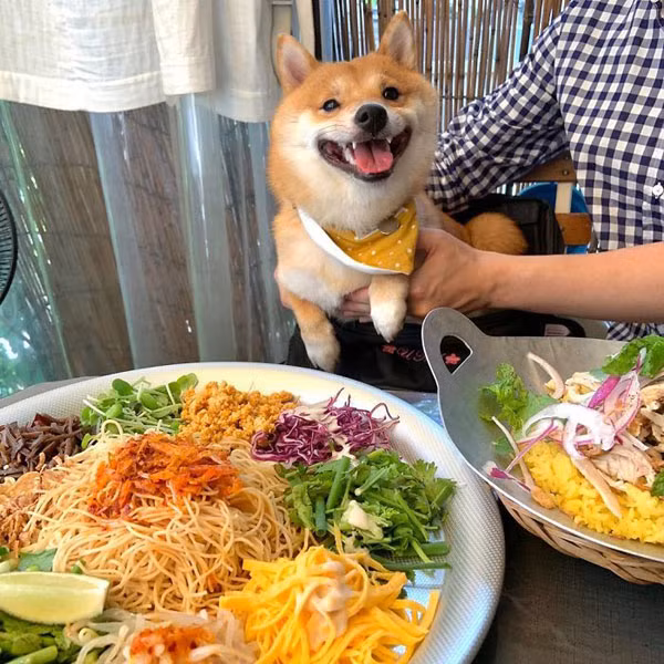 Được biết, chú chó Shiba này không kén ăn, nó thích mọi thứ, đặc biệt là khoai tây que.