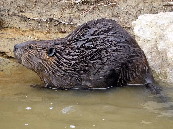 Các nhà khoa học công nhận hải ly Bắc Mỹ (Castor canadensis), cung cấp nhiều lợi ích sinh thái trong phạm vi sinh sống của chúng trải dài từ miền bắc Mexico tới Alaska. Các ao và đầm lầy của hải ly lọc ô nhiễm nguồn nước, hỗ trợ cá hồi, hấp thụ carbon và giảm bớt ngập lụt.