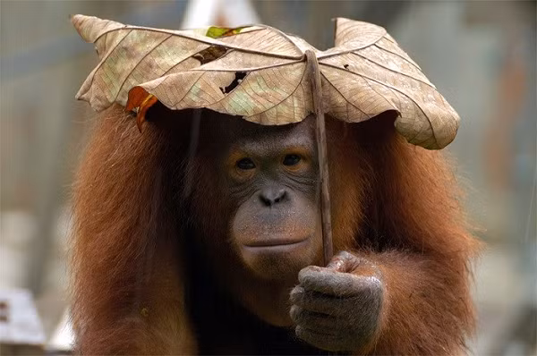 Chú đười ươi này đã thủ sẵn một chiếc lá to để che đầu, phòng khi có cơn mưa bất chợt.