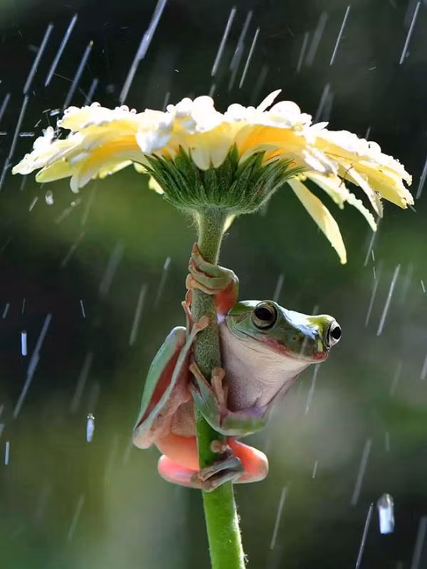 Chú ếch bé nhỏ trú mưa dưới một bông hoa.