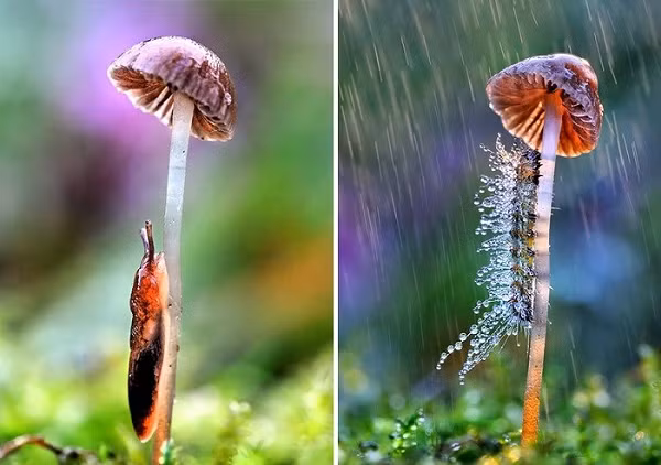 Sên và sâu róm có cùng sở thích khi trú mưa, tìm một cây nấm cao để leo lên.