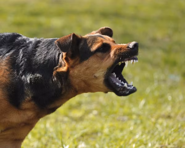 Một số chuyên gia Mỹ cho biết, tất cả chó đều có khả năng tấn công con người nhưng không phải con nào cũng muốn tấn công. Các trường hợp chó tấn công người di chuyển đột ngột thường là do hệ quả của cả một quá trình phát triển.