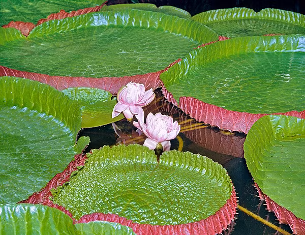 Trong đêm đầu tiên, hoa màu trắng phát ra mùi thơm để bẫy bọ cánh cứng. Vào đêm thứ hai, chúng có màu hồng, không mùi và chúng để những con bọ cánh cứng buông thả, phủ đầy phấn hoa, để tìm kiếm một bông hoa nữ màu trắng thơm khi mở ra cho đêm đầu tiên.