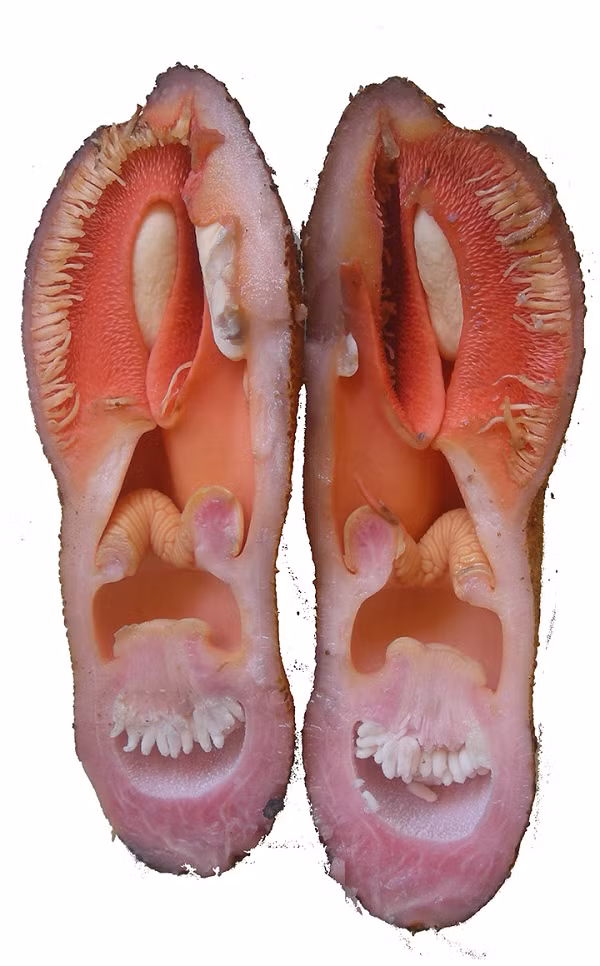 Hoa của Hydnora africana, khi lần đầu tiên mở ra, sẽ để lộ những sợi lông rất chắc màu trắng dọc theo mép phía bên trong các “cánh đài”. Các khe hở giữa các “cánh đài” này chỉ đủ lớn để một con bọ xâm nhập. Và mặc dù một con bọ cánh cứng có thể tiến vào bên trong hoa, nhưng nó lại gặp khó khăn trong việc tìm đường để ra khỏi bông hoa do bị các sợi lông ngăn cản.