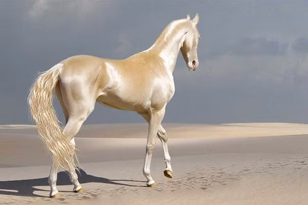 Ngựa Akhal-Teke là loài ngựa rất hiếm. Trên thế giới chỉ có 1250 cá thể ngựa Akhal-Teke. Giống ngựa này được đặt theo tên ốc đảo Akhal và bộ tộc Teke, là địa danh và tên người cư ngụ tại đây. Ngựa Akhal-Teke là một trong những giống ngựa cổ xưa, nổi tiếng về tốc độ, sức khỏe mạnh mẽ, và độ dẻo dai bền bỉ.