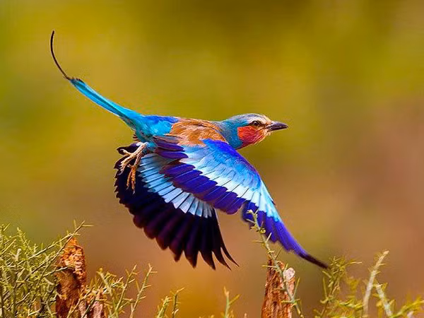 Chim sả ngực hoa cà, tên khoa học là Conracias Caudatus. Đừng nhìn kích thước nhỏ bé mà đánh giá thấp chúng, lông của loài chim này siêu đẹp.