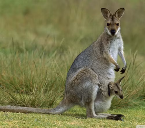 Lúc này chiếc túi của Kangaroo sẽ hoạt động như tử cung thứ 2 nuôi nấng và tạo môi trường cho thú con phát triển. Cũng tương tự với bụng của các loài động vật khác khi mang thai, chiếc túi này cũng có thể biến đổi kích thước để tăng thêm không gian khi thú con phát triển.