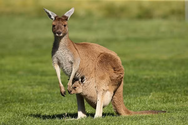  Chiếc túi của kangaroo chẳng có gì đặc biệt, cứ như một chiếc đai nâng đỡ em bé mà thôi. Nhưng nếu bạn thật sự có cơ hội nhìn vào bên trong, bạn sẽ thấy được cấu tạo của nó phức tạp hơn rất nhiều so với những gì chúng ta nghĩ.