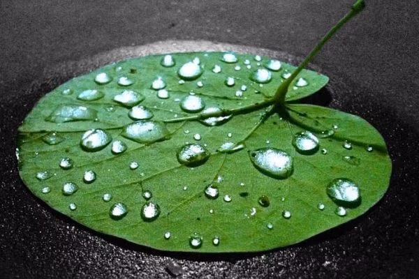 Ultra Hydrophobic là hợp chất siêu chống nước được nghiên cứu dựa trên khả năng chống nước của lá sen. Các nhà khoa học phát hiện trong lá sen có chứa chất sáp không phân cực có khả năng chống kết dính, nhờ vậy lá sen có thể "giữ mình" sạch sẽ trong đầm lầy.